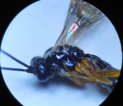Diplazontinae