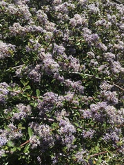 Ceanothus pinetorum