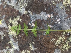 Woodsia oregana