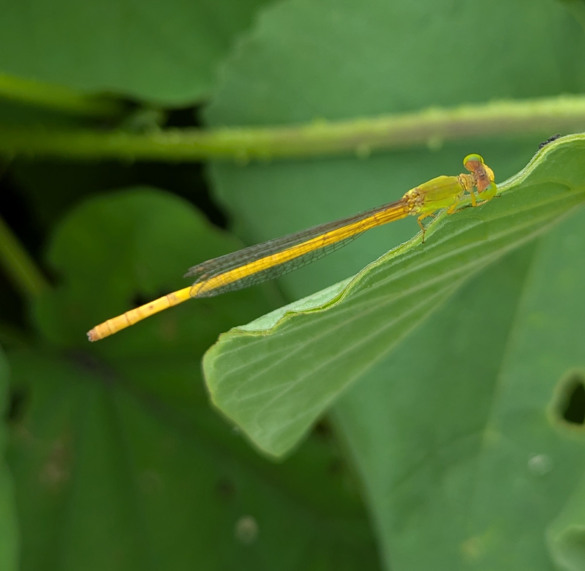 Coromandel Marsh Dart