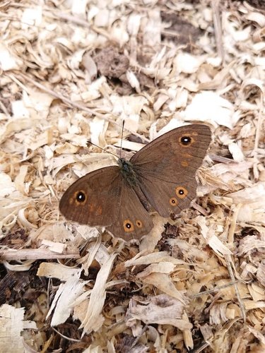 Large Wall Brown