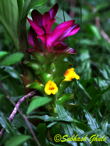 Indian-saffron