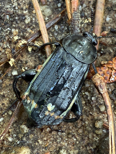 Red-lined Carrion Beetle photo 6