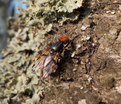Ceroxys munda