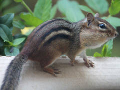 Tamias striatus