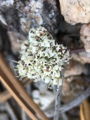 Oreonana clementis