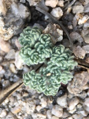 Oreonana clementis