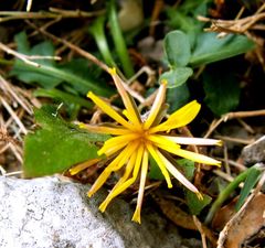 Taraxacum bithynicum