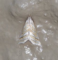 Leptosteges parthenialis