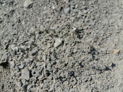 Satureja hortensis