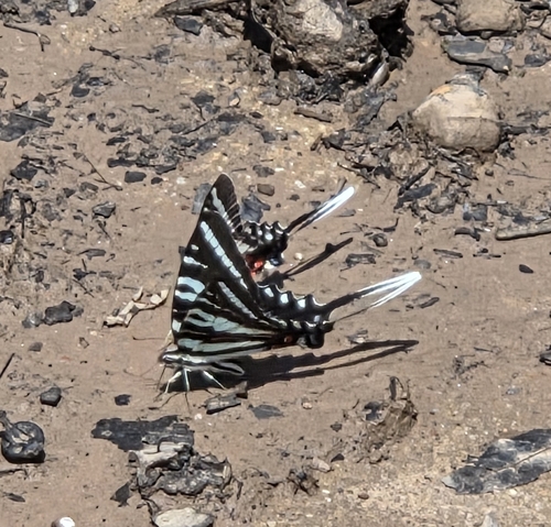 Zebra Swallowtail