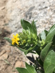 Oreocarya confertiflora