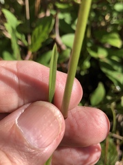 Anthenantia rufa
