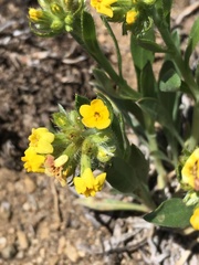 Oreocarya confertiflora