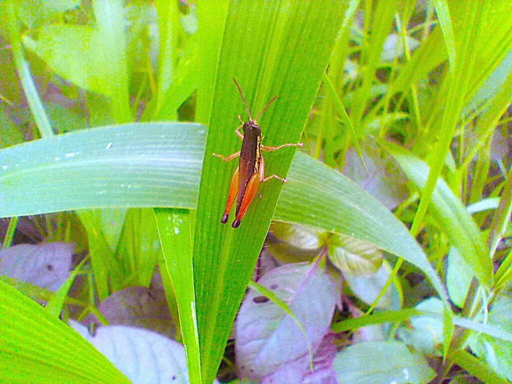 https://inaturalist-open-data.s3.amazonaws.com/photos/523467227/large.jpg