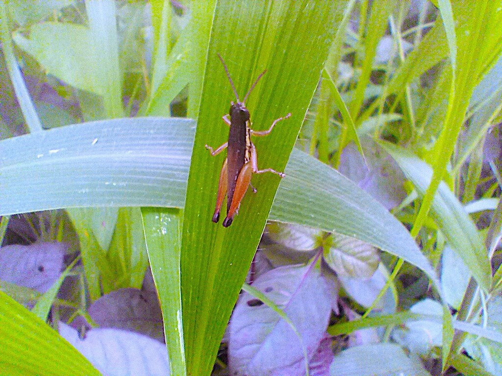 https://inaturalist-open-data.s3.amazonaws.com/photos/523467354/large.jpg