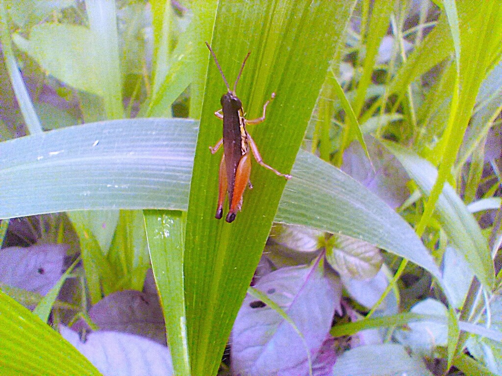 https://inaturalist-open-data.s3.amazonaws.com/photos/523467386/large.jpg