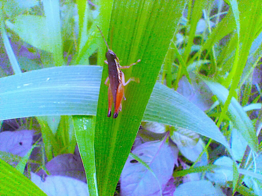 https://inaturalist-open-data.s3.amazonaws.com/photos/523467458/large.jpg
