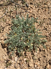 Astragalus subvestitus