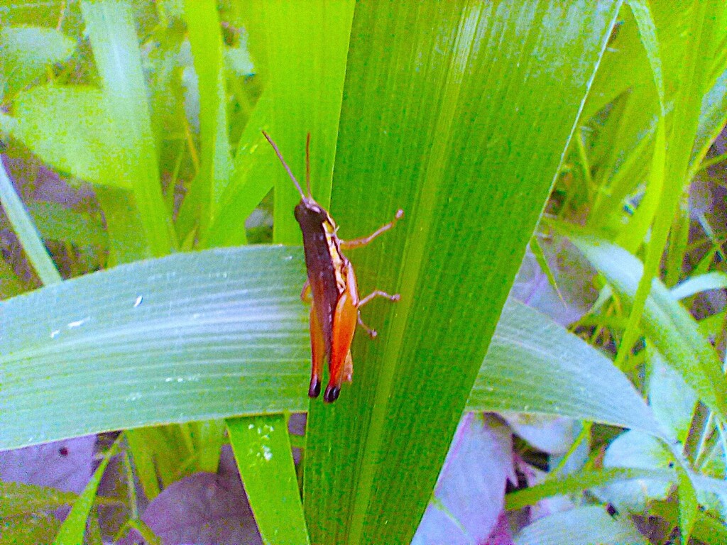 https://inaturalist-open-data.s3.amazonaws.com/photos/523467532/large.jpg