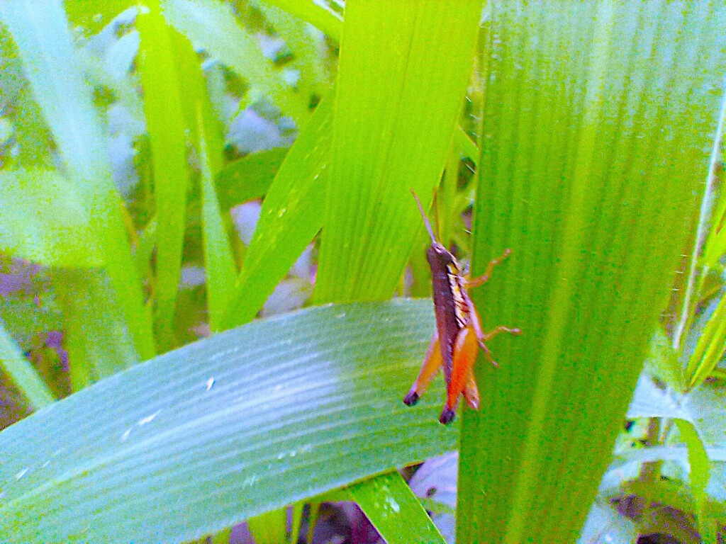 https://inaturalist-open-data.s3.amazonaws.com/photos/523467597/large.jpg