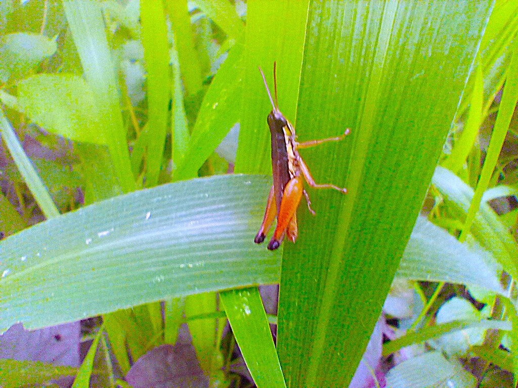 https://inaturalist-open-data.s3.amazonaws.com/photos/523467667/large.jpg