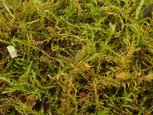 Hygroamblystegium humile, 2025-06-19