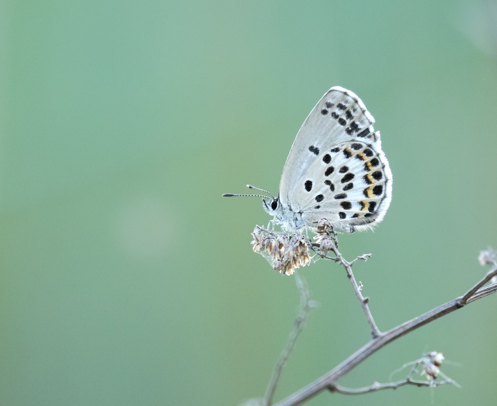 Subsulanoides