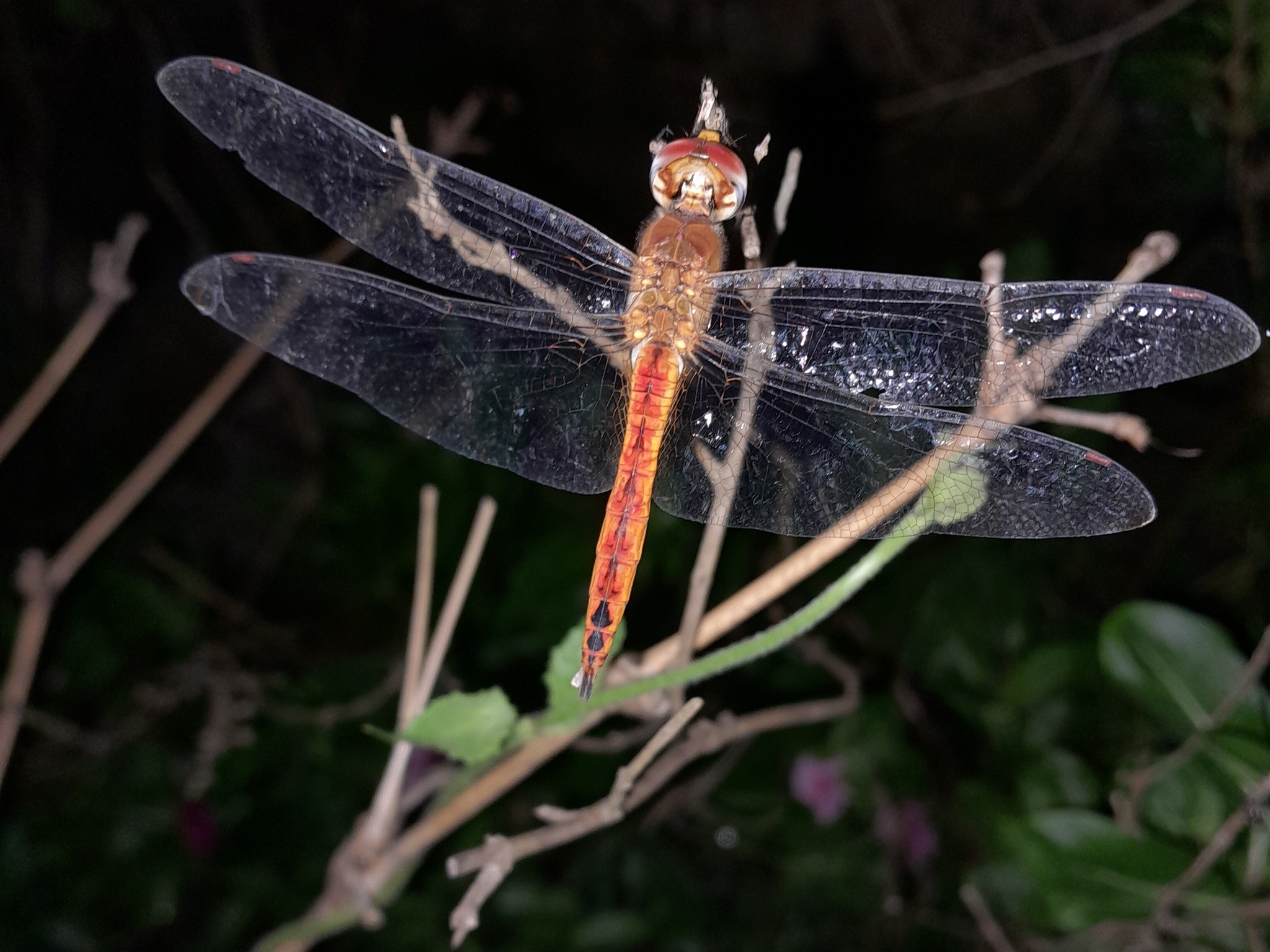 Globe Skimmer