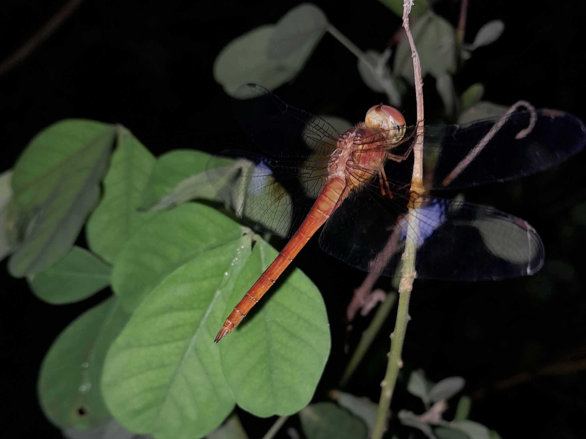 Coral-Tailed Cloudwing