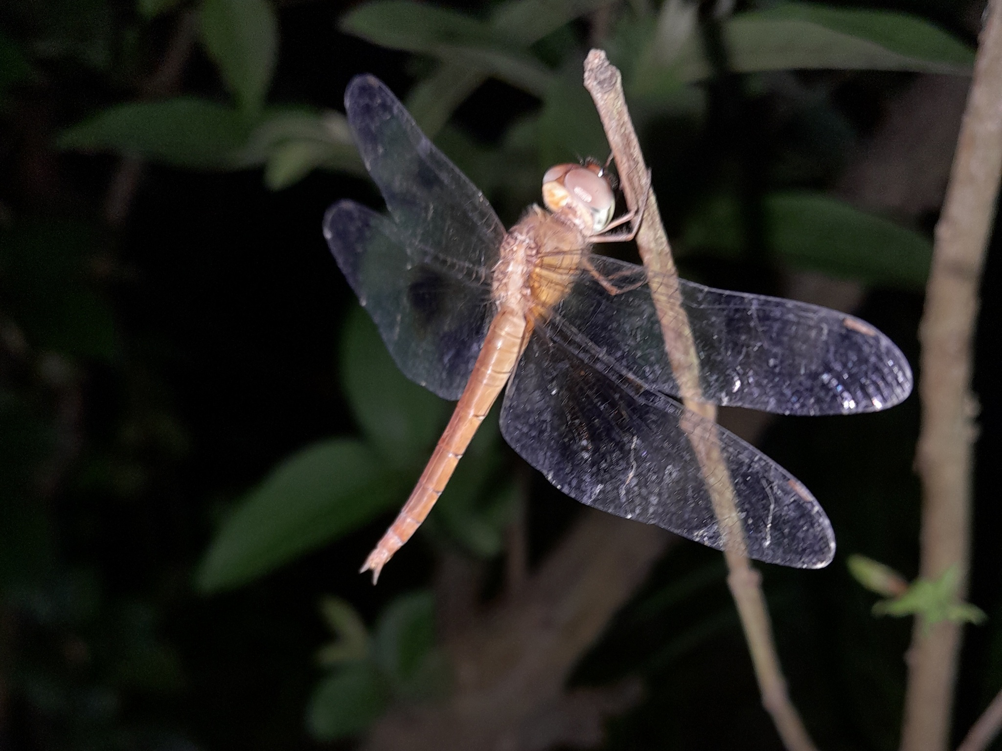 Coral-Tailed Cloudwing