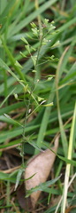 Capsella bursa-pastoris