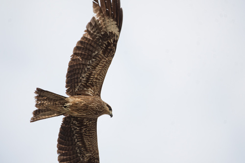 Black Kite