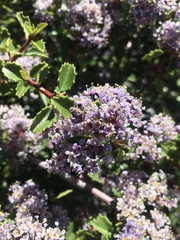 Ceanothus pinetorum