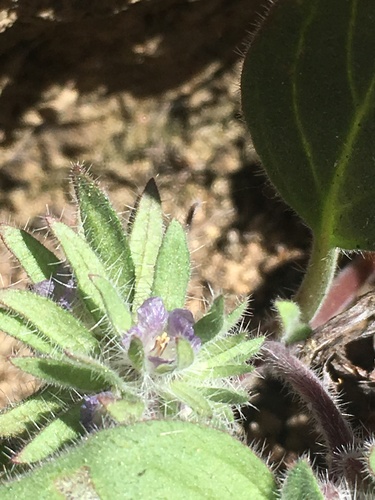 Image of Phacelia novenmillensis by (c) Matt Berger, some rights reserved (CC BY)