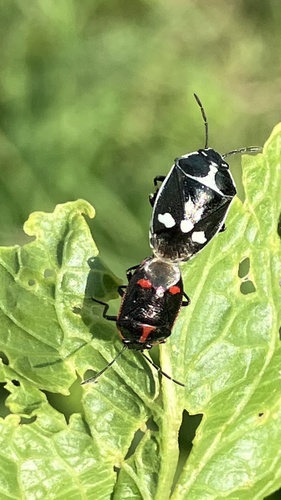 Cabbage Bug