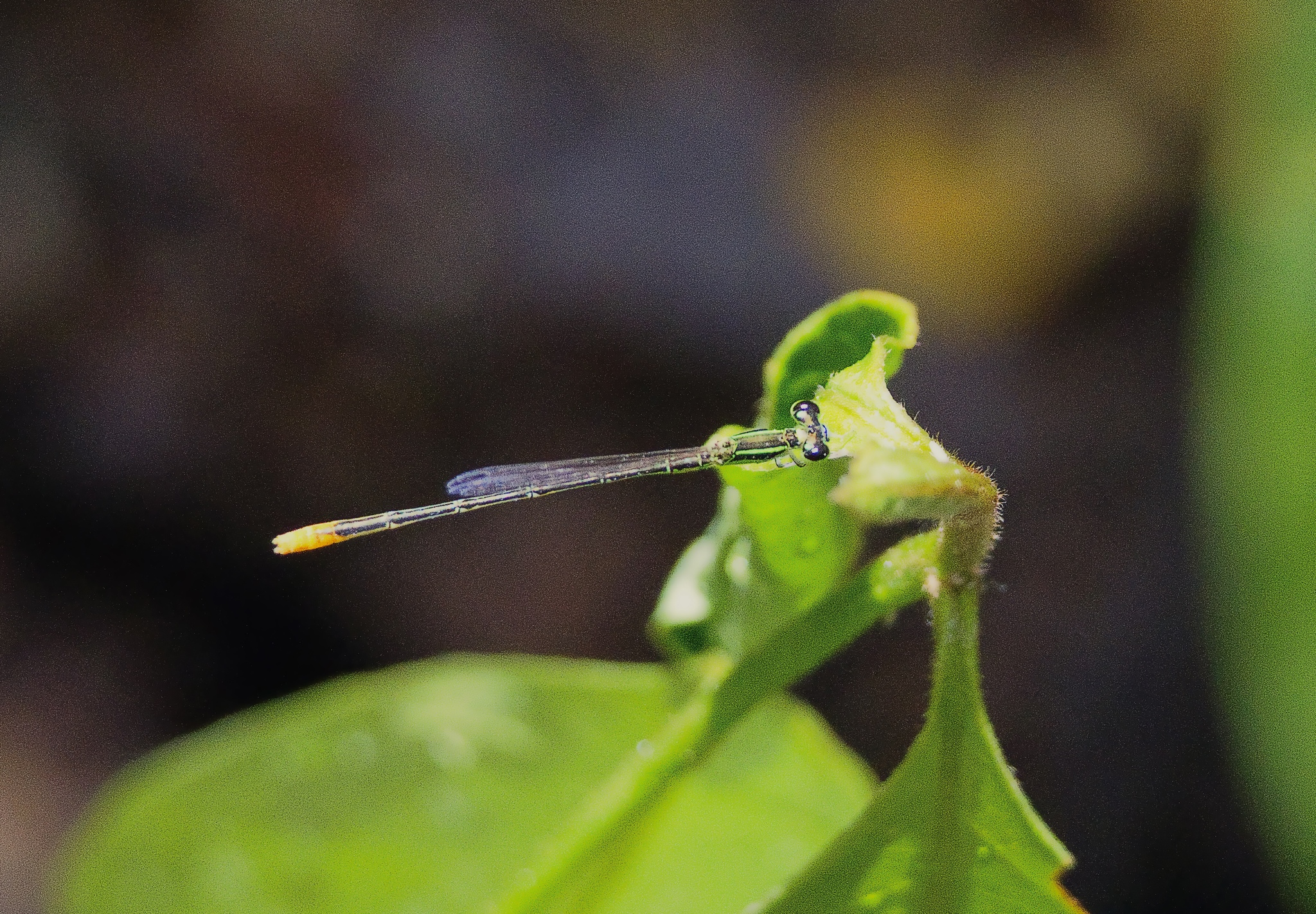 Pygmy Dartlet