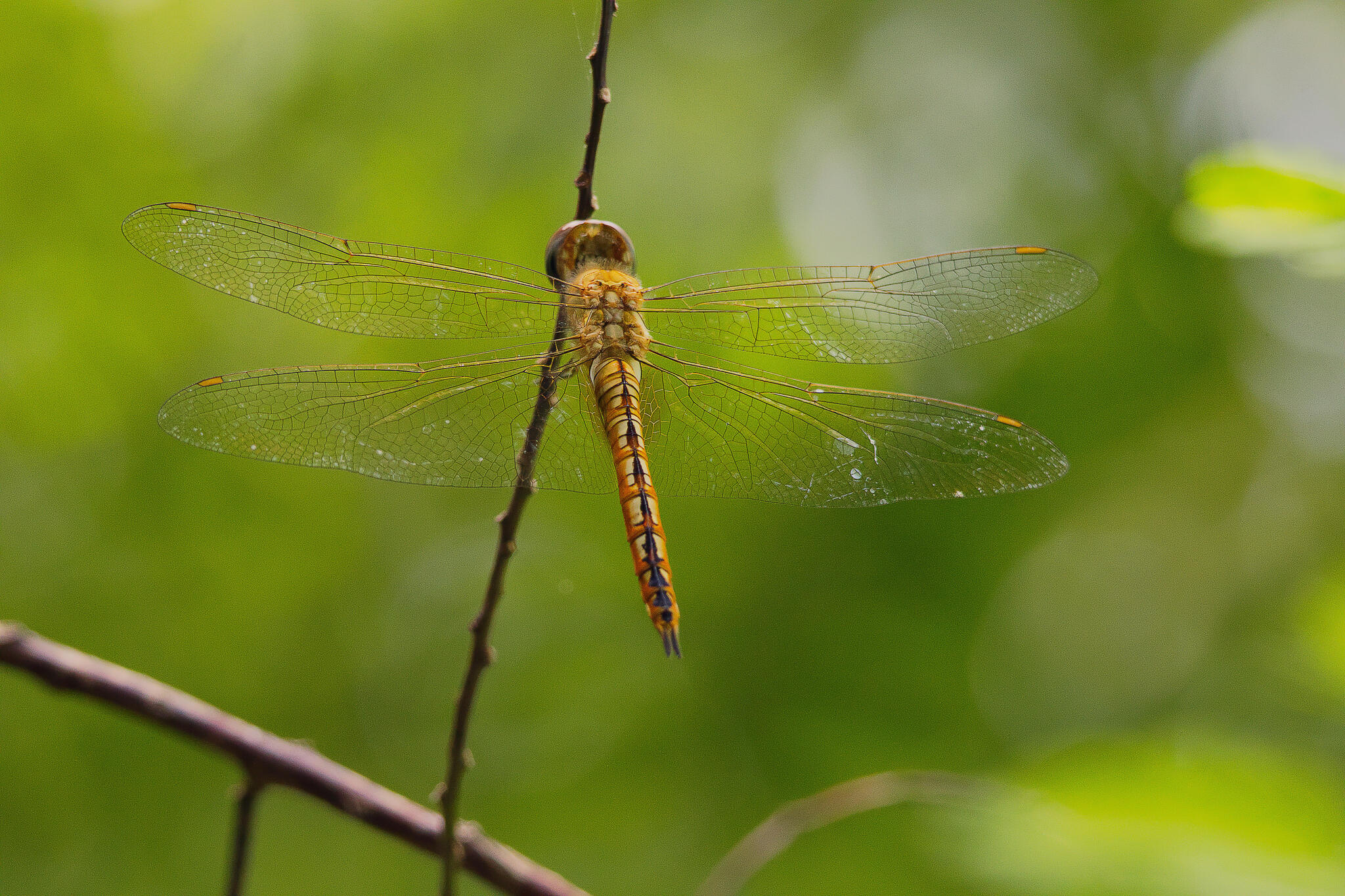 Globe Skimmer