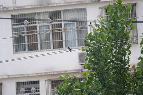 White-throated Kingfisher