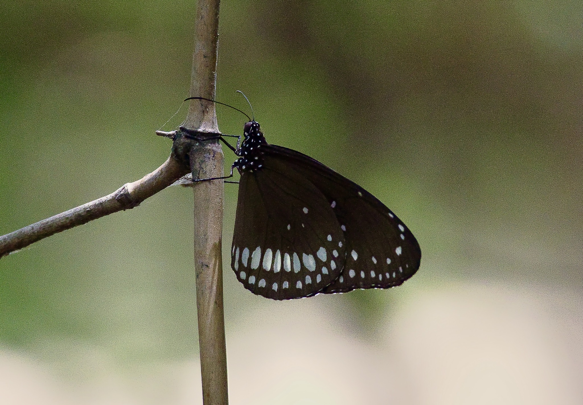 Common Crow