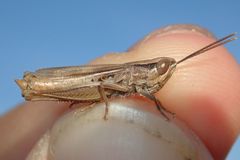 Euchorthippus elegantulus