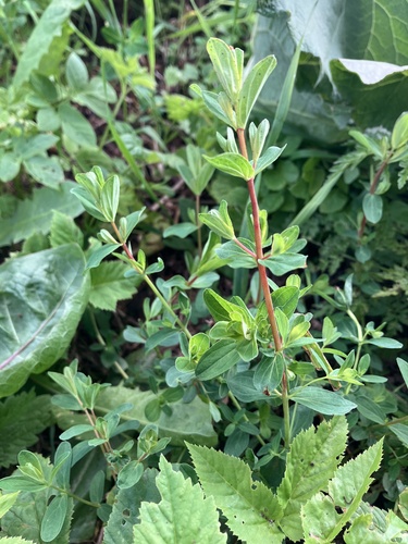 Common St. John's Wort