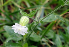 Silene latifolia alba