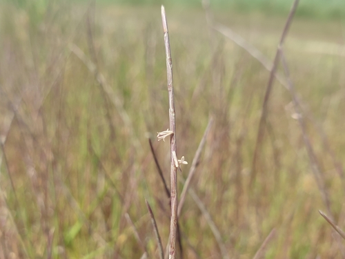 Thread Thintail (Parapholis filiformis)