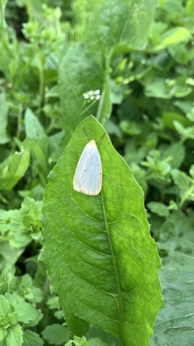 Four-dotted Footman