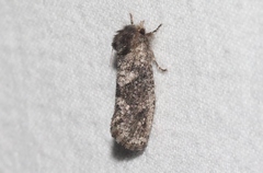 Acrolophus persimplex