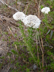 Metalasia pulchella