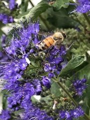 Apis mellifera