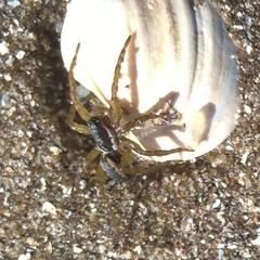 Diapontia uruguayensis