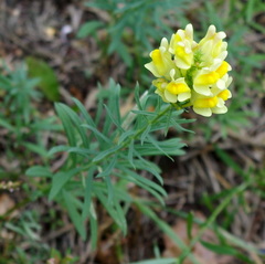 Linaria vulgaris